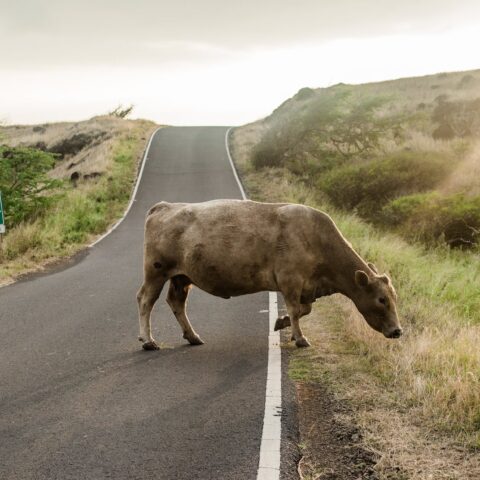 cow on road